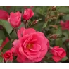 Rosa BAD BIRNBACH