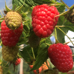 Paprastoji avietė Yummy su pristatymu į namus