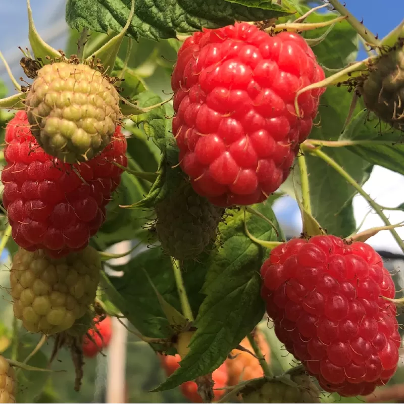 Aviečių sodinukai vazonuose internetu su pristatymu į namus visoje Lietuvoje