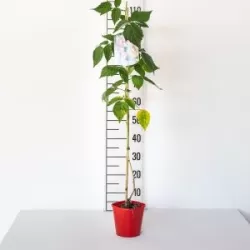 Aviečių sodinukai vazonuose internetu su pristatymu į namus visoje Lietuvoje