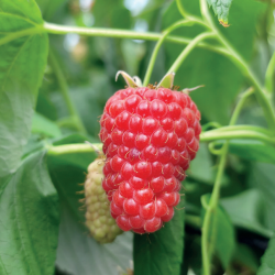 Paprastoji avietė Yummy su pristatymu į namus