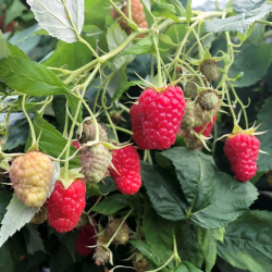 Aviečių sodinukai vazonuose internetu su pristatymu į namus visoje Lietuvoje