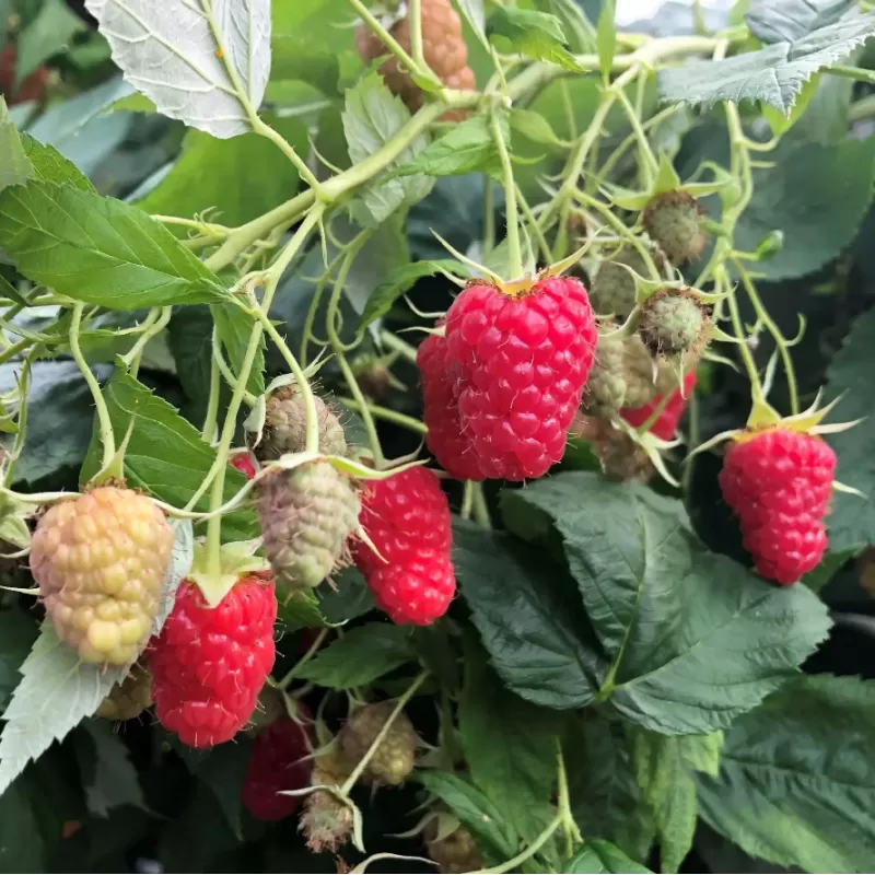 Paprastoji avietė Yummy su pristatymu į namus