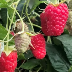 Aviečių sodinukai vazonuose internetu su pristatymu į namus visoje Lietuvoje