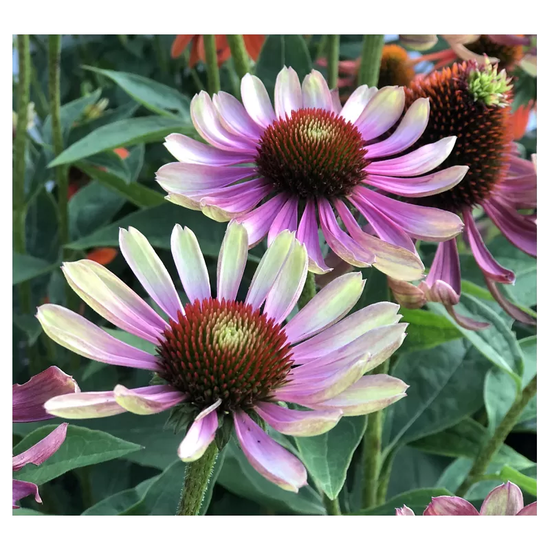 Echinacea GREEN ENVY