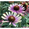 Echinacea GREEN ENVY