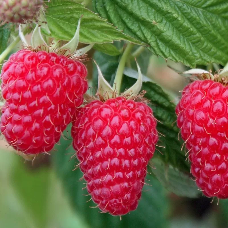 Aviečių sodinukai vazonuose internetu su pristatymu į namus visoje Lietuvoje