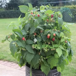 Paprastoji avietė Yummy su pristatymu į namus