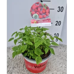 Paprastoji avietė Yummy su pristatymu į namus