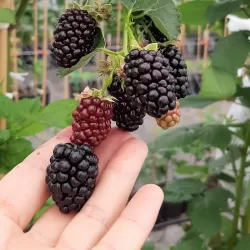 Blackberry - Rubus fruticosus GLORIA