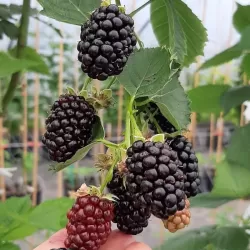 Gervuogė - Rubus fruticosus GLORIA ®