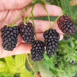 Gervuogė - Rubus fruticosus GLORIA ®