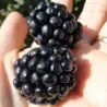Gervuogė - Rubus fruticosus QUACHITA ®