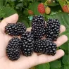 Gervuogė - Rubus fruticosus QUACHITA ®