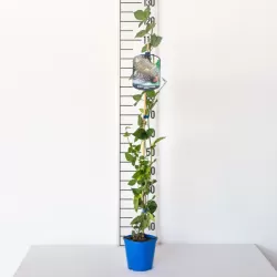 Blackberry - Rubus fruticosus PRIME ARK