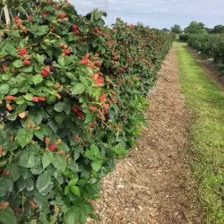 Gervuogė - Rubus fruticosus PRIME ARK ®
