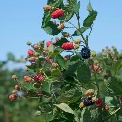 Blackberry - Rubus fruticosus PRIME ARK