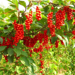Kininis citrinvytis (SAVID.) - Schisandra chinensis SADOVA No1