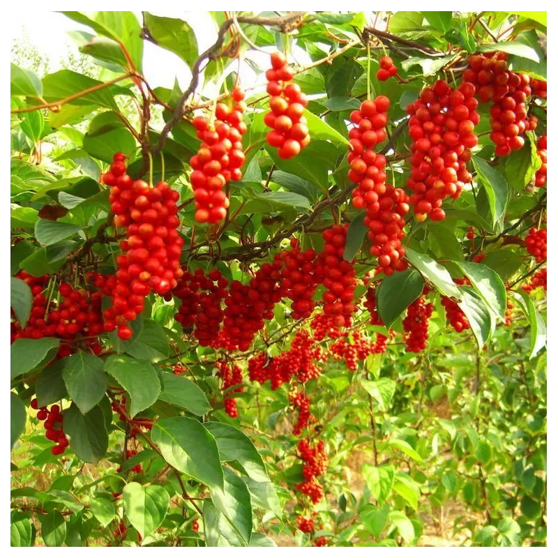 Kininis citrinvytis - Schisandra chinensis