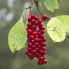 Kininis citrinvytis - Schisandra chinensis