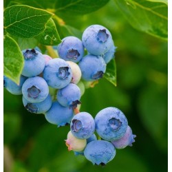 Blueberry - Vaccinium corymbosum BLUETTA