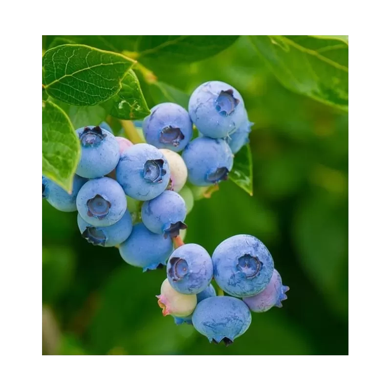 Blueberry - Vaccinium corymbosum BLUETTA