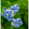 Aukštoji šilauogė (l. ankstyva) - Vaccinium corymbosum BLUETTA