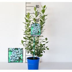 Aukštoji šilauogė (ankstyva)  - Vaccinium corymbosum BLUEHAVEN