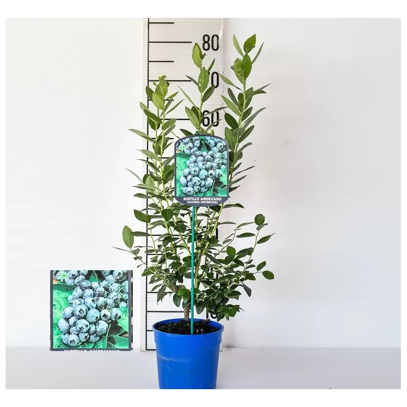 Highbush Blueberry - Vaccinium corymbosum BLUEHAVEN