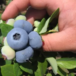 Aukštoji šilauogė (ankstyva) - Vaccinium corymbosum NEW HANOVER