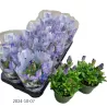 Gencijonas - Gentiana scabra Rocky Diamond Blue Heart