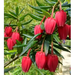 Crinodendron hookerianum