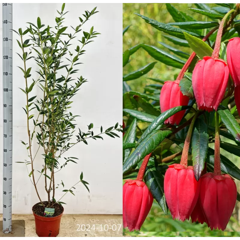 Čilės žibintų medis - Crinodendron hookerianum
