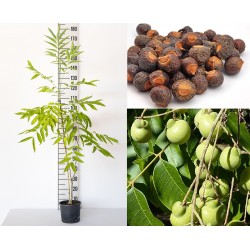 Sapindas (muilamedis) - Sapindus mukorossi