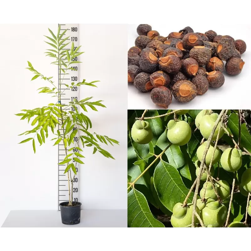 Sapindas (muilamedis) - Sapindus mukorossi