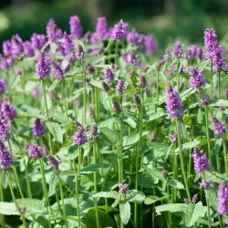 Stachys sieboldii