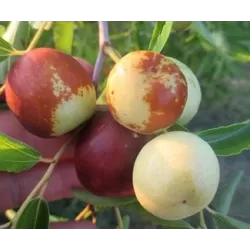 Zizifas - Ziziphus jujuba DONGZAO