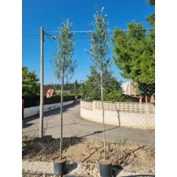 Europinis alyvmedis - Olea europaea CIPRESSINO