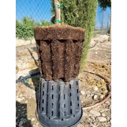 Europinis alyvmedis - Olea europaea CIPRESSINO