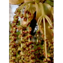 Riešutmedžiai internetu