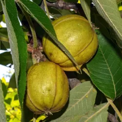 Gauruotoji karija (riešutmedis) - Carya tomentosa