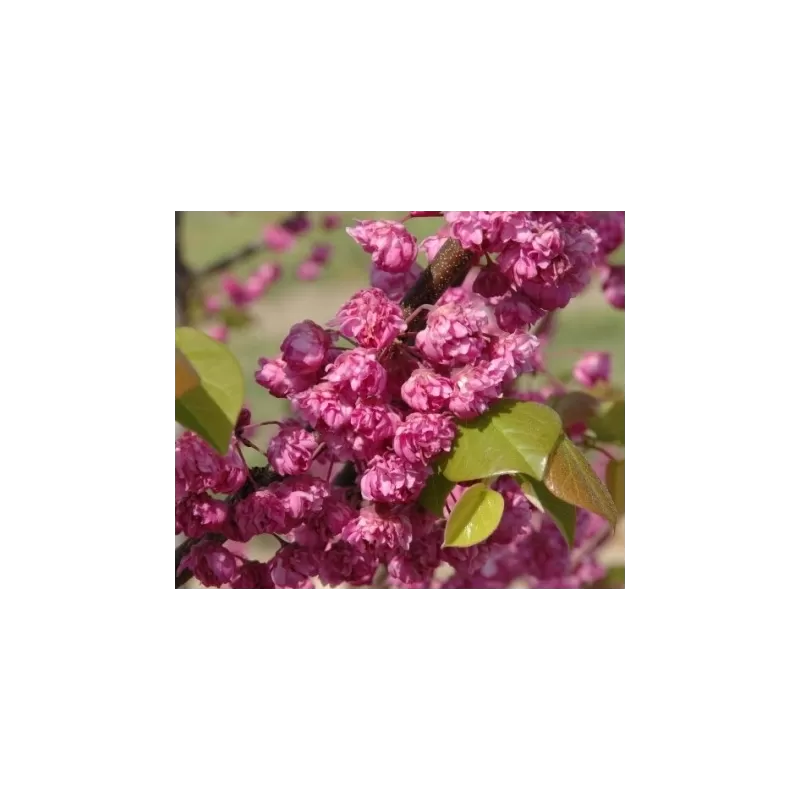 Cercis canadensis FLAME