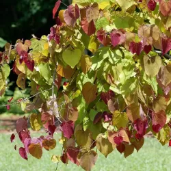 Kanadinis cercis - Cercis canadensis FLAME