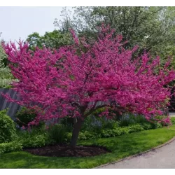 Kanadinis cercis - Cercis canadensis FLAME