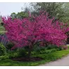 Cercis canadensis FLAME