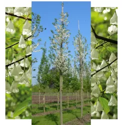 Carolina Silverbell - Halesia carolina