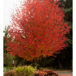 Malus ROYAL RAINDROPS