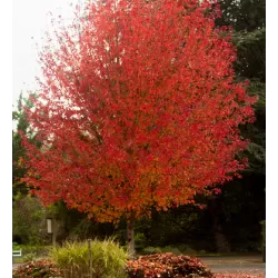Malus ROYAL RAINDROPS