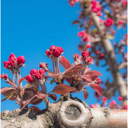 Malus ROYAL RAINDROPS