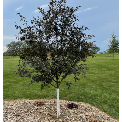 Malus ROYAL RAINDROPS